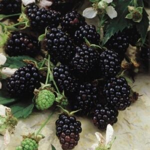 Chester Trailing Thornless Blackberry Plant