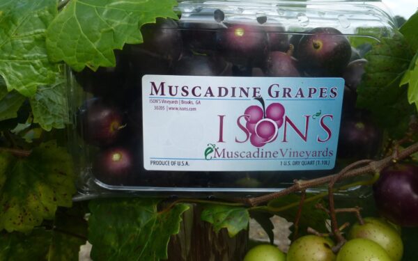 Packaged supreme muscadine fruit