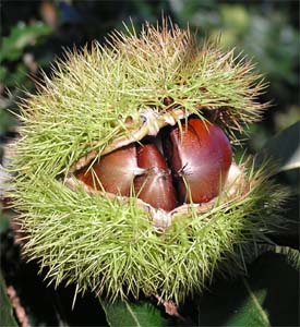Colossal Chestnut Tree. Large nuts. 14 per lb. Sweet,mellow and smooth nuts. Grows fast bears within 3 years. Ripens in Oct. Zones 4-9.