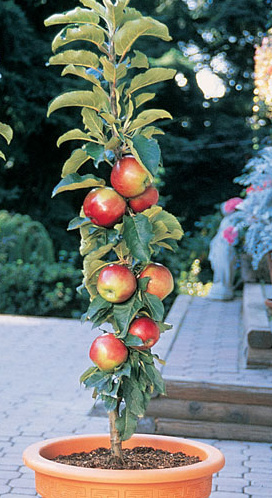 Scarlet Sentinel Columnar Apple Tree.