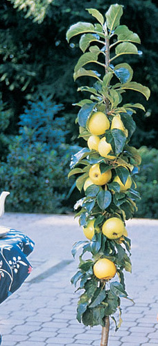 Granny Smith Apple Tree  Ison's Nursery & Vineyard