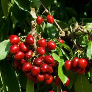 Stella Cherry Tree with delicious large red cherries.