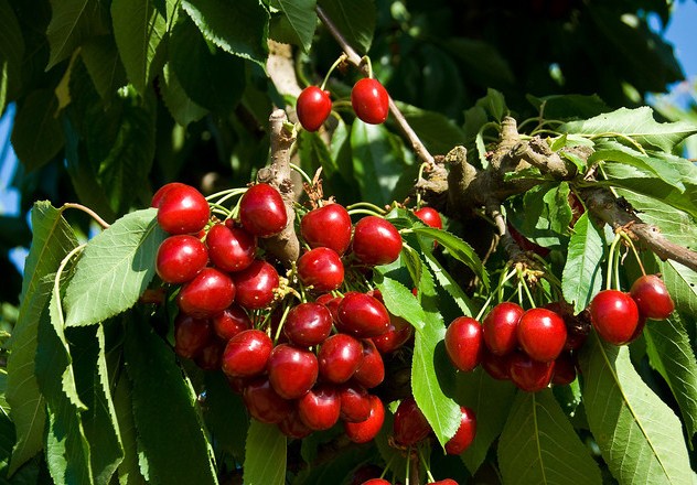 Stella Cherry Tree with delicious large red cherries.