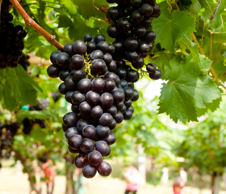 Concord Seedless Bunch Grape. Similar to concord but without seeds and is sweeter. Great for fresh eating and juice. Zones 5-8.