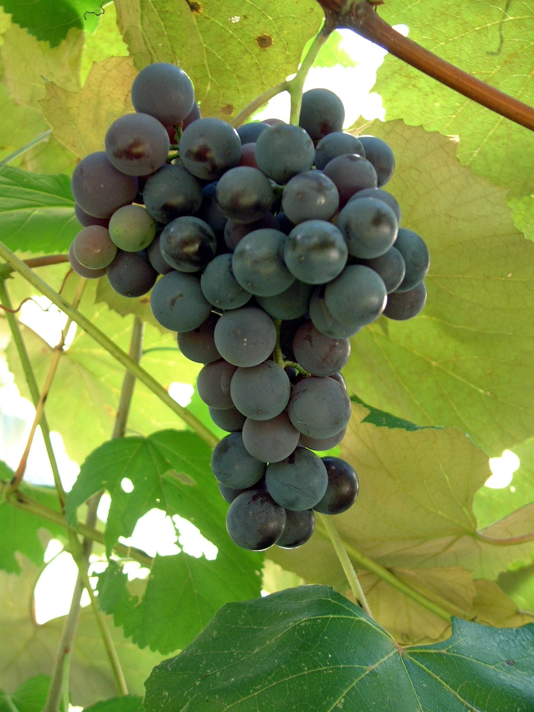 Concord Bunch Grape. Seeded. Best known and most widely planted. Ripens late Sept. Zones 4-9.