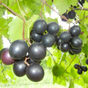 Cowart Muscadine