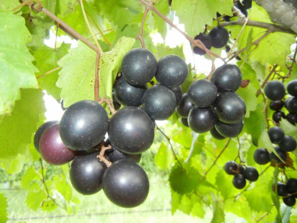 Cowart muscadine. Black self-fertile. Large clusters, cold hardy, med fruit.