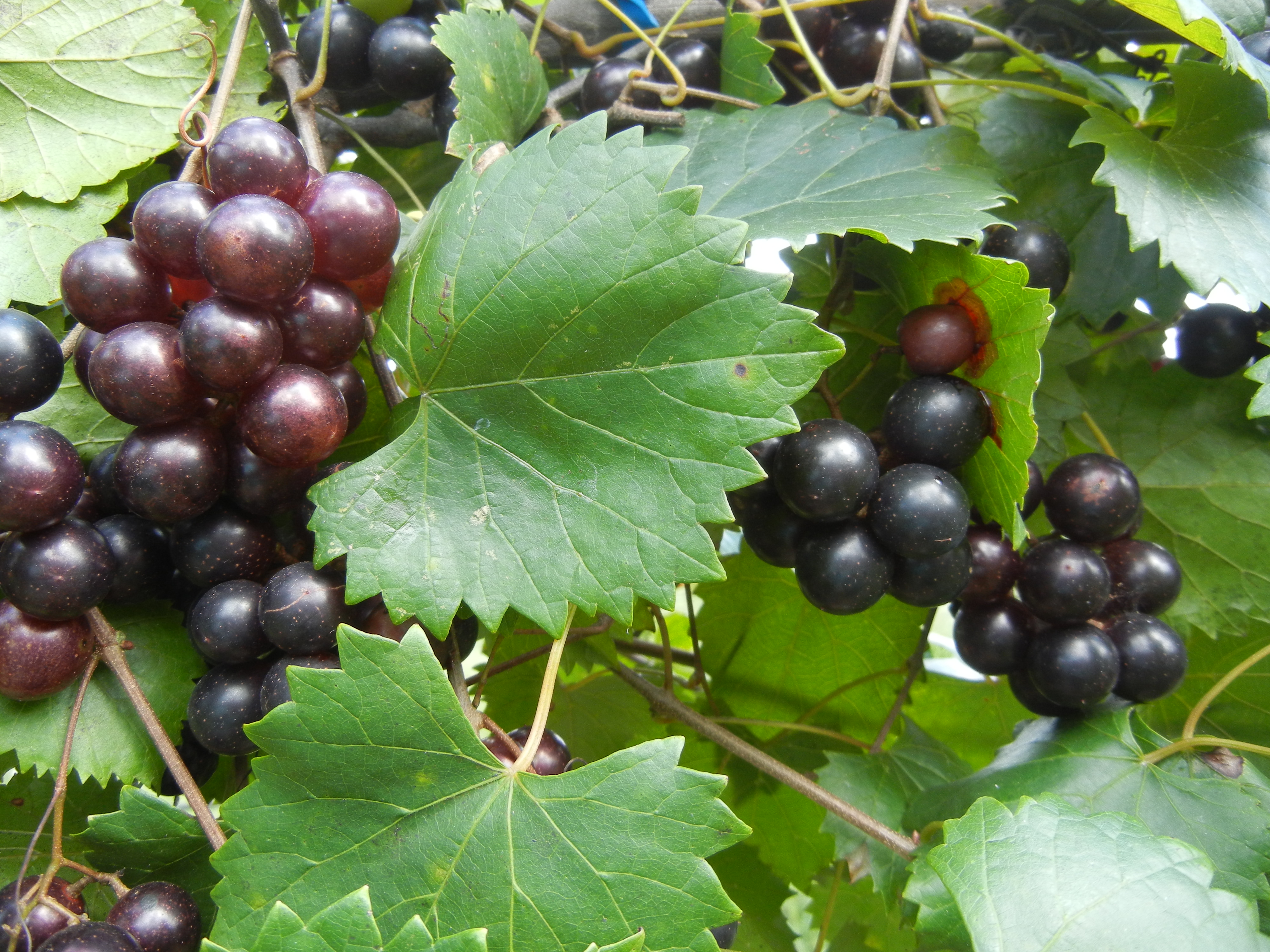 Potted Muscadines (6 Plant Minimum) Archives Ison�s