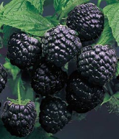 Cumberland Black Raspberry. Trailing berry with excellent sweet rich delicious flavor. Very large, round seedless berries. Bears through late season. Zones 4-9.