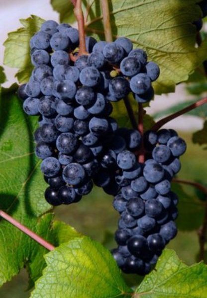 Cynthianna Bunch Grape. Seeded. Medium to small clusters. Makes and expensive red wine. . Zones 4-7.