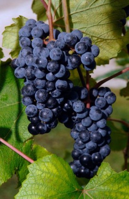 Cynthiana Bunch Grape Vine Ison S Nursery Vineyard Cynthianna Bunch Grape Seeded Medium To Small Cers Makes And Expensive Red Wine