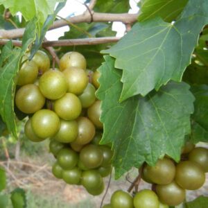 Pam Muscadine