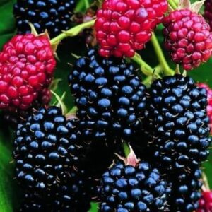 Darrow Thorny Blackberry Plant