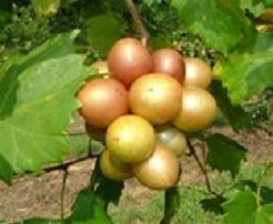 The Dixie Red muscadine is very productive and cold weather tolerant.