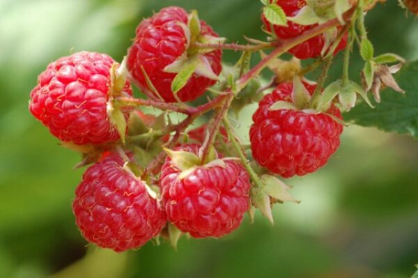 Dorma Red Raspberry. Trailing heavy producer of excellent quality berries. Early season. Zones 5-9.