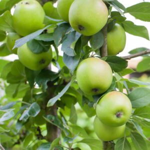 Dorsett Apple Tree