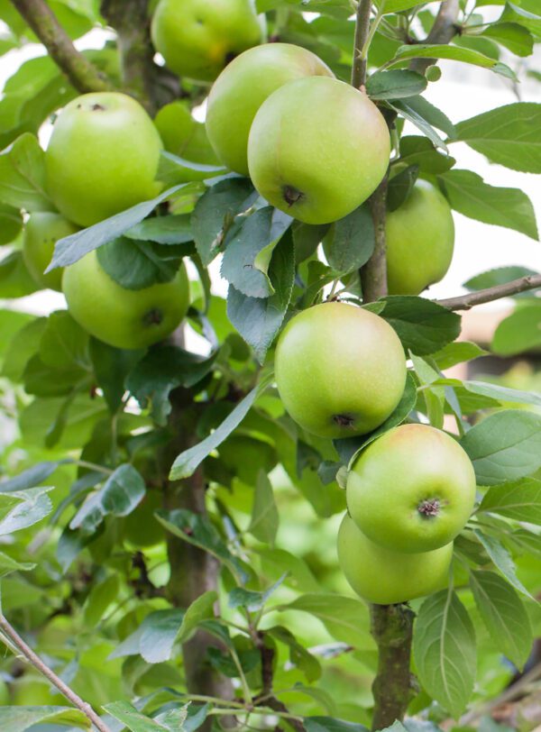 Dorsertt Apple Tree. Pollinator.  Medium to large fruit. Firm, smooth, crisp flesh with sweet-tart flavor. Great for deep south. Ripens mid-June to early July. Zones 5-9. Code A