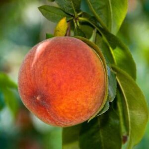 Early Grande Peach Tree. Semi-freestone. Large peach. Firm, excellent flavor, fine texture,. Heavy producer. Mild winter peach. Ripens in June. 275 chill hours. Zones 5-9