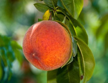 It's Time To Plant Peach Trees