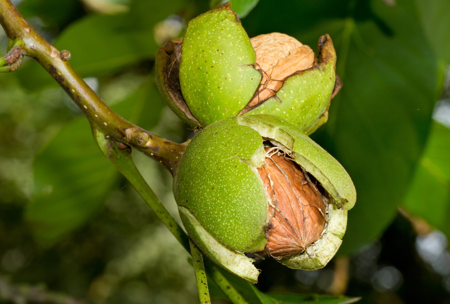 carpathian english walnut tree