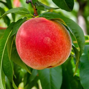 Flamin Fury Peach Tree 4-5' - NEW