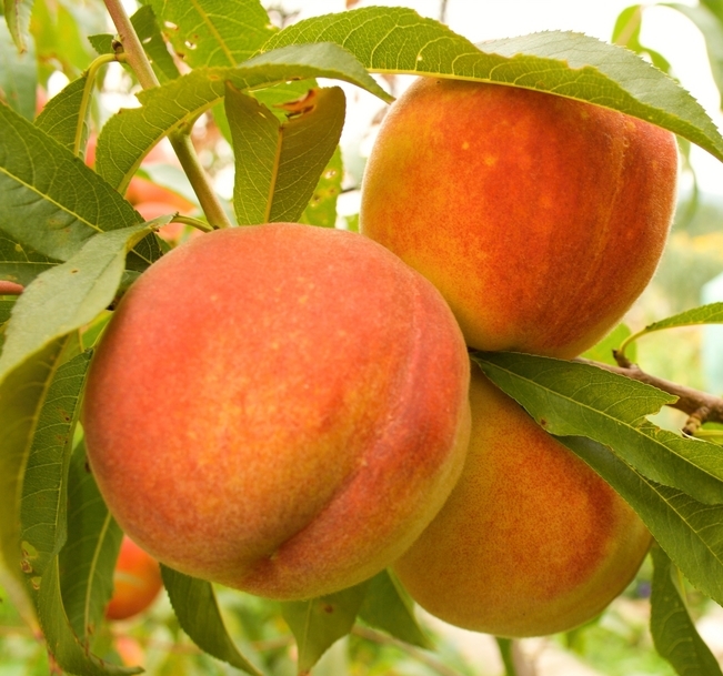 Florida Crest Peach Tree. Flavorful, medium size peach. Ideal for the deep south. Ripens in June. 400 chill hours. Zones 6-10.