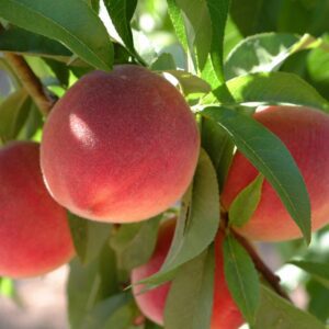 Florida King Peach Tree. Large peach, heavy bearer. Great for deep south. Fruit is firm and very sweet. Ripens in June. 400 chill hours. Zones 6-9.