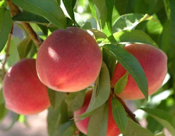 Florida King Peach Tree. Large peach, heavy bearer. Great for deep south. Fruit is firm and very sweet. Ripens in June. 400 chill hours. Zones 6-9.