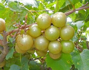 Fry Muscadine