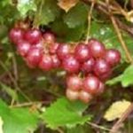 Fry Seedless Muscadine. Red self-fertile. Fruit is small but very sweet.