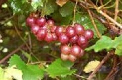 Fry Seedless Muscadine. Red self-fertile. Fruit is small but very sweet.