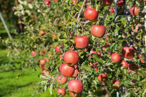 Fuji Apple Tree  Gurney's Seed & Nursery Co.