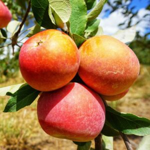 Fuji Apple Tree - I/O