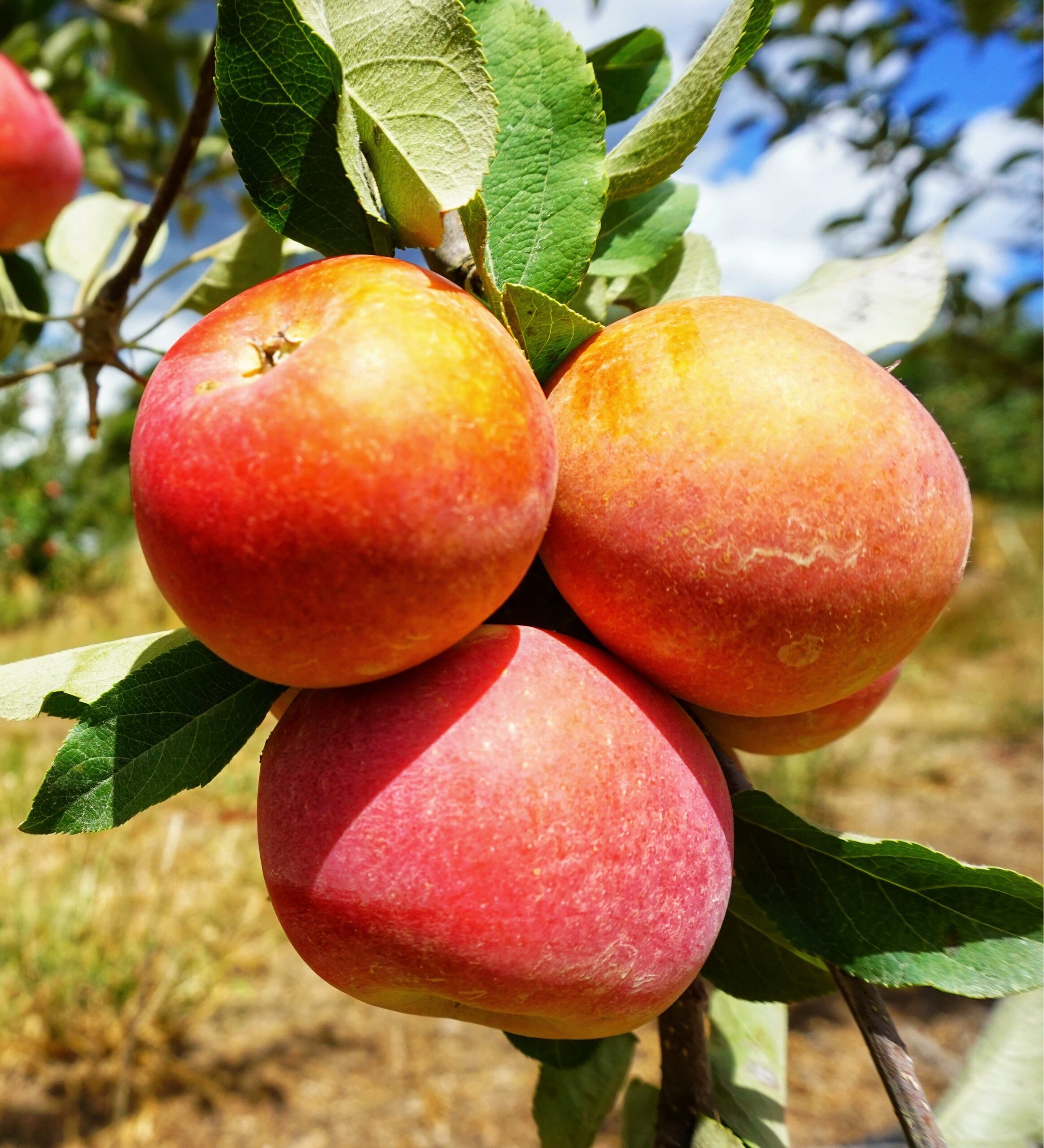 USDA Organic (Low-Chill) Fuji Apple Trees for Sale