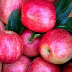Gala Apple Tree - I/O'