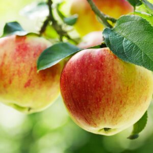 Gala Apple Tree. Pollinator. Medium size. Flesh is firm, crisp, sweet and juicy. Ripens late Aug-mid-Sept. Zones 5-7. Code B.