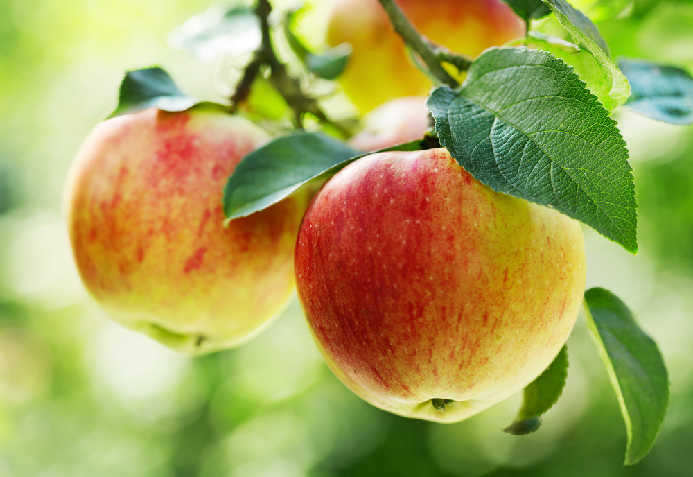 Honeycrisp Apple — Raintree Nursery