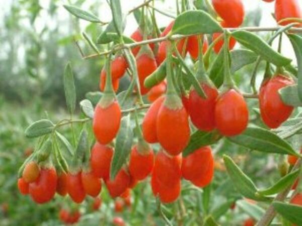 Goji Berry: Considered a super food./ 1/2" to1" berries.  Has a slightly sweet, mildly tangy flavor. Ripens lasye summer through fall. Grows 8-10' tall. Zones 5-9.