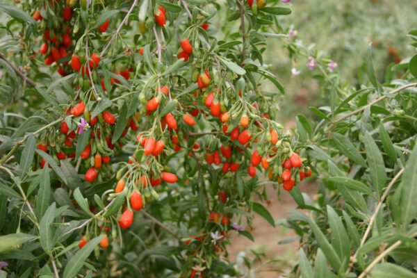 Goji Berry. Ripens late summer through the fall.. Zones 5-9.