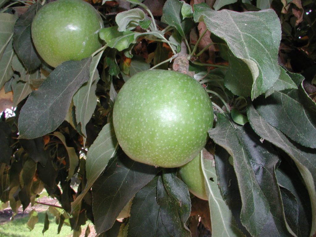 Granny Smith Apple Tree - Ison's Nursery & Vineyard