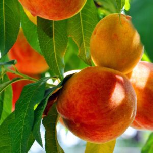 Hale Haven Peach Tree - I/O