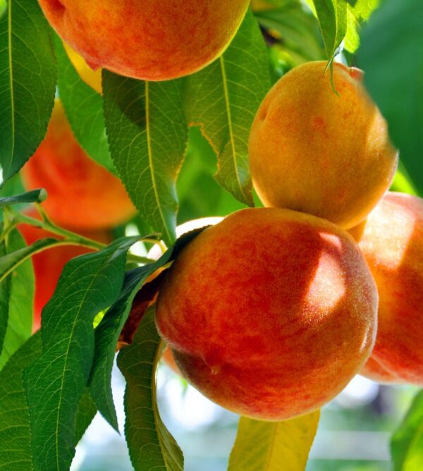 Hale Haven Peach Tree. Large freestone. One of the best for home use. Exceptional quality. 850 chill hours. Zones 5-8.