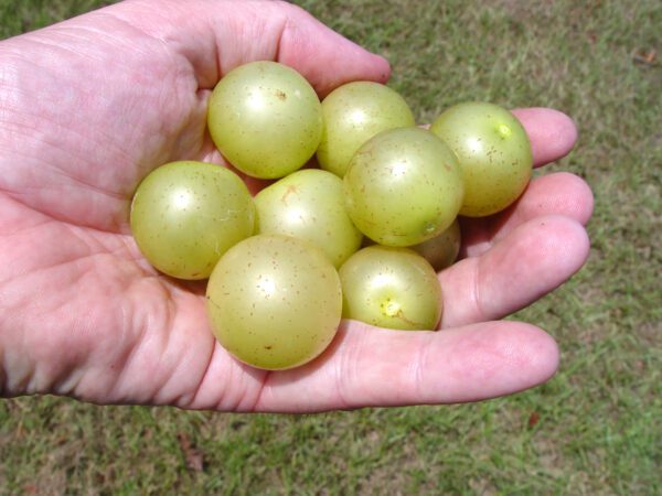 Hall muscadine. Bronze self-fertile. New release from UGA.