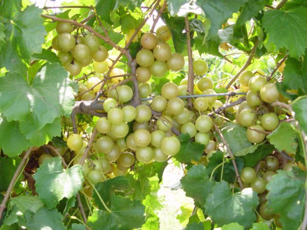 Hall Muscadine. Self-fertile. New release from UGA. Large fruit, sweet and juicy. ripens early season.