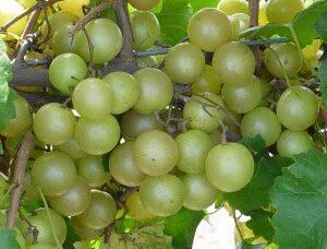Hall muscadine. Bronze self-fertile. New release from UGA.