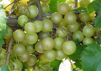 Hall muscadine. Bronze self-fertile. New release from UGA.