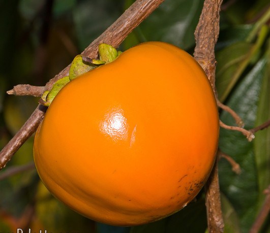 Hana Fuyu Persimmon Tree. Non Astringent. Very large delicious fruit. 200 chill hours. Zones 7-10.