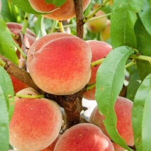 Harvester Peach Tree. Excellent peach. High yields. Produces throughout the summer. Very juicy - great for fresh eating. 750 chill hours. Zones 509.