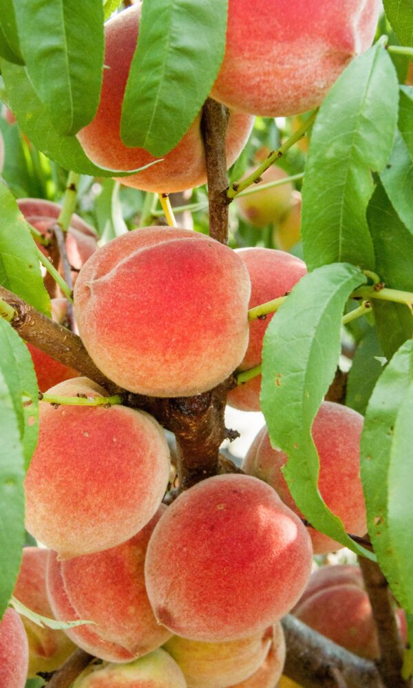 Harvester Peach Tree. Excellent peach. High yields. Produces throughout the summer. Very juicy - great for fresh eating. 750 chill hours. Zones 509.