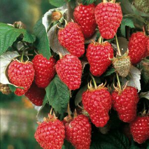 Heritage Raspberry. Best upright ever-bearing, large red raspberry on the market. Disease resistant. Late season. Zones 4-9.